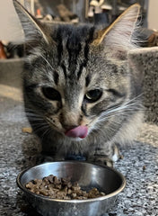 Bench & Field ingrédients naturels alfalfa et quinoa, apport nutritif pour chats.