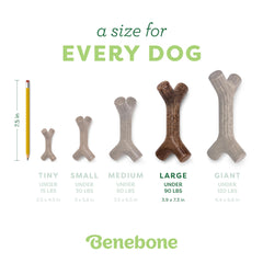 Benebone Bacon Stick, matériel solide promet longévité et satisfaction des chiens.
