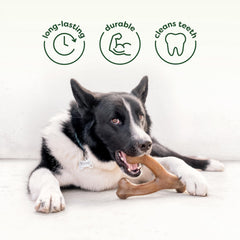 Duo Benebone: deux jouets chien dans un seul pack pour varier les plaisirs.