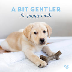 Benebone Puppy Zaggler – bacon réel, arôme attractif pour chiots actifs.