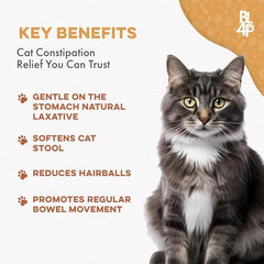 BestLife4Pets – soulagement constipation chat, routine régulière possible.