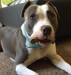Big Dog Antler Chews: ramure cerf origine USA, sans produits chimiques.