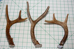 Big Dog Antler Chews – utilisation en interieur, sans odeur ni residu.