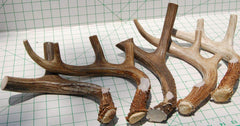 Ramure naturelle de cerf, source naturelle de minéraux