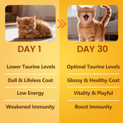 Pelage brillant possible avec BioBiopaw Taurine pour chats.