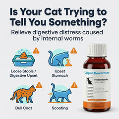 Chat recevant dose précise Bipinelyt dans nourriture humide.