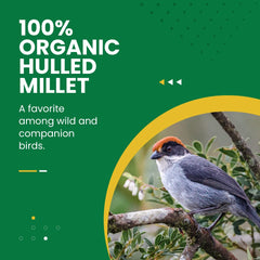 Bird Street Bistro millet écalé — facile à utiliser, parfait pour enrichir vos mélanges pour oiseaux
