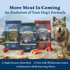 Blue Buffalo Wilderness saumon et grains, énergie durable pour chien actif.