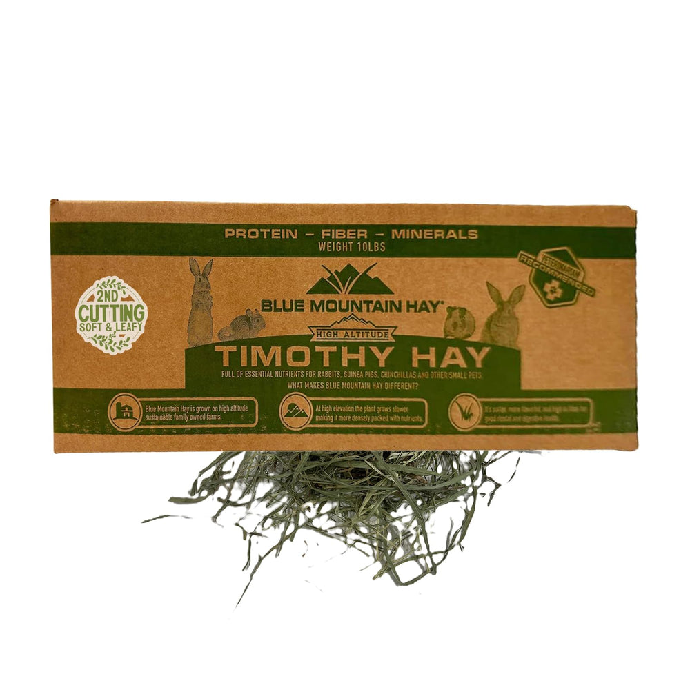Blue Mountain Hay foin de timothée hautes altitudes, 2e coupe, servi comme alimentation quotidienne.
