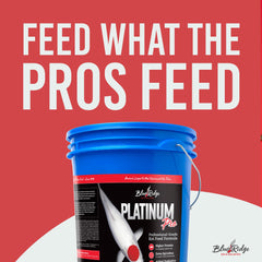 Blue Ridge Koi Food Probiotique Primilac soutient le bien-être des koïs.