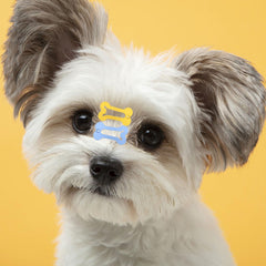 BOYIVI broches-cheveux-pet-os-multicolores : couleurs vives pour habiller votre animal et photos.