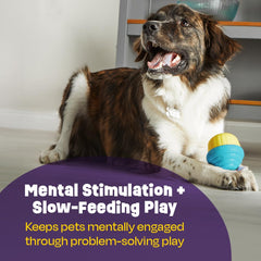 Brightkins Cupcake, dispositif en mouvement, favorise curiosité et jeu interactif chez le chien.