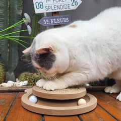 Britepaws piste balle roulante chat, stimule l’instinct de chasse et jeu.