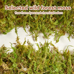 Litière Bucatstate mousse-forêt stimule creusement et nidification