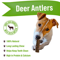 Buck Bone Organics: chien mâchant une corne de cerf, pour une expérience naturelle.