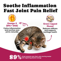 BuddyCheer chondroïtine chat: soutien du cartilage et de l amorti naturel