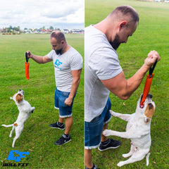 Bull Fit – entraînement chien moyen à grand