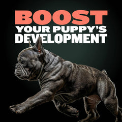 Bully Max Texture Molle : friandise facile à mâcher pour chiots en formation.
