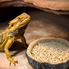Bol CalPalmy sans BPA en plastique, sûr et facile à nettoyer pour reptiles.