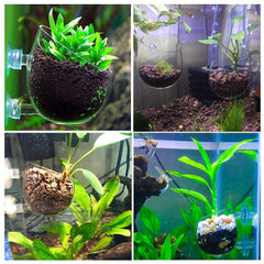 Capetsma support plantes d'aquarium, ventouses doubles assurant une fixation stable.