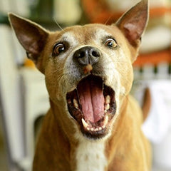 Chien dégustant le jerky saumon Carolina Prime Pet, récompense savoureuse et saine.