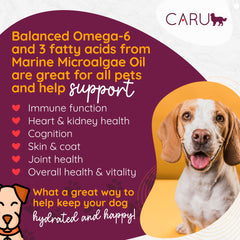 Caru ragoût quotidien boeuf et poulet pour chien, emballage pratique pour repas en déplacement.