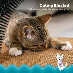 Catstages: herbe-a-chat-infusee pour stimuler le jeu et l'auto-soin.