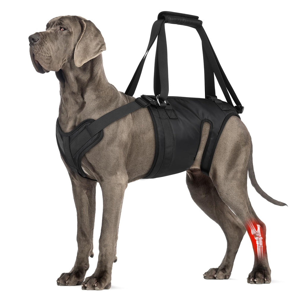 Harnais ChalkLit de levage pour chien moyen, soutien pratique lors des sorties