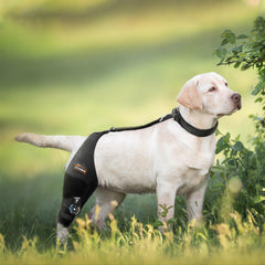 CHAMIN attelle-genou-chien-stabilisation-pivot: articulation contrôlée pour la récupération.