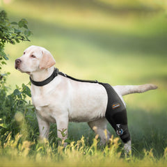 CHAMIN Support genou et jambe arrière avec stabilisateur : stabilité améliorée pour les promenades.