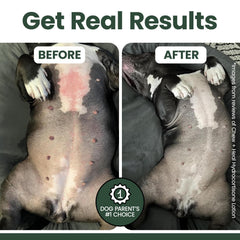 Chew + Heal Labs application-directe-zone-chien — utilisation simple sur les zones affectées.
