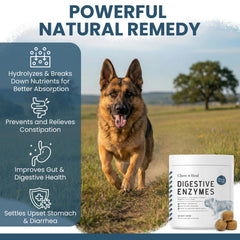 Enzymes digestives Chew + Heal Labs – protéase/amylase/lipase pour l’assimilation.