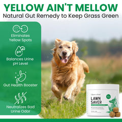 Chew + Heal Labs yucca-probiotiques-urine, ingrédients naturels, odeurs potentiellement réduites.
