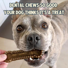 Chien mordillant Jiminy's, haleine plus fraîche.
