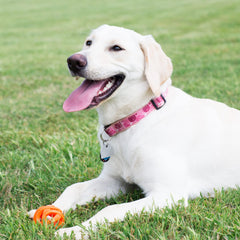 Idéal pour chiens entre 27 et 45 kg, compatible avec les lanceurs Chuckit!