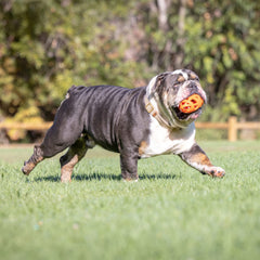 Chuckit Air Fetch Football orange lumineux, léger et idéal pour jeux terre et eau