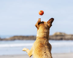 Chuckit! balle petite taille idéale pour petits chiens et appartements.