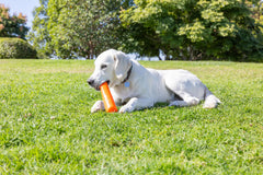 Chuckit! Super Crunch Stick: rebonds irréguliers pour des jeux imprévisibles et amusants.