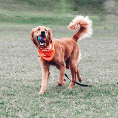 Balle Chuckit Ultra Siffleuse orange et bleu, flottante pour les jeux d’eau.
