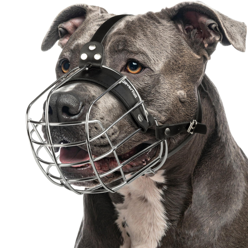 Muserolle métallique CleverTail pour Pitbull, ajustement sûr lors des visites vétérinaires.
