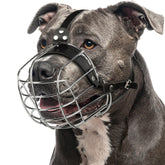 Muserolle métallique CleverTail pour Pitbull, ajustement sûr lors des visites vétérinaires.