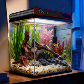 COOSPIDER aquarium 5 gallons avec verre ultra clair pour une vue nette