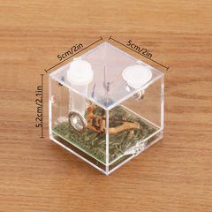 Boîte Crapelles d'élevage d'insectes transparente, parfaite pour observation et démarrage.
