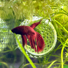 CTWPets refuge crevettes forêt-verte, zone sûre pour explorer et se cacher.