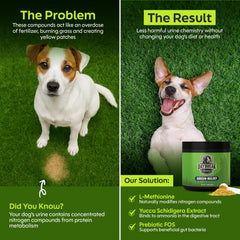 Poudre Daybreak Green Relief avec doseur, dosage quotidien pratique.