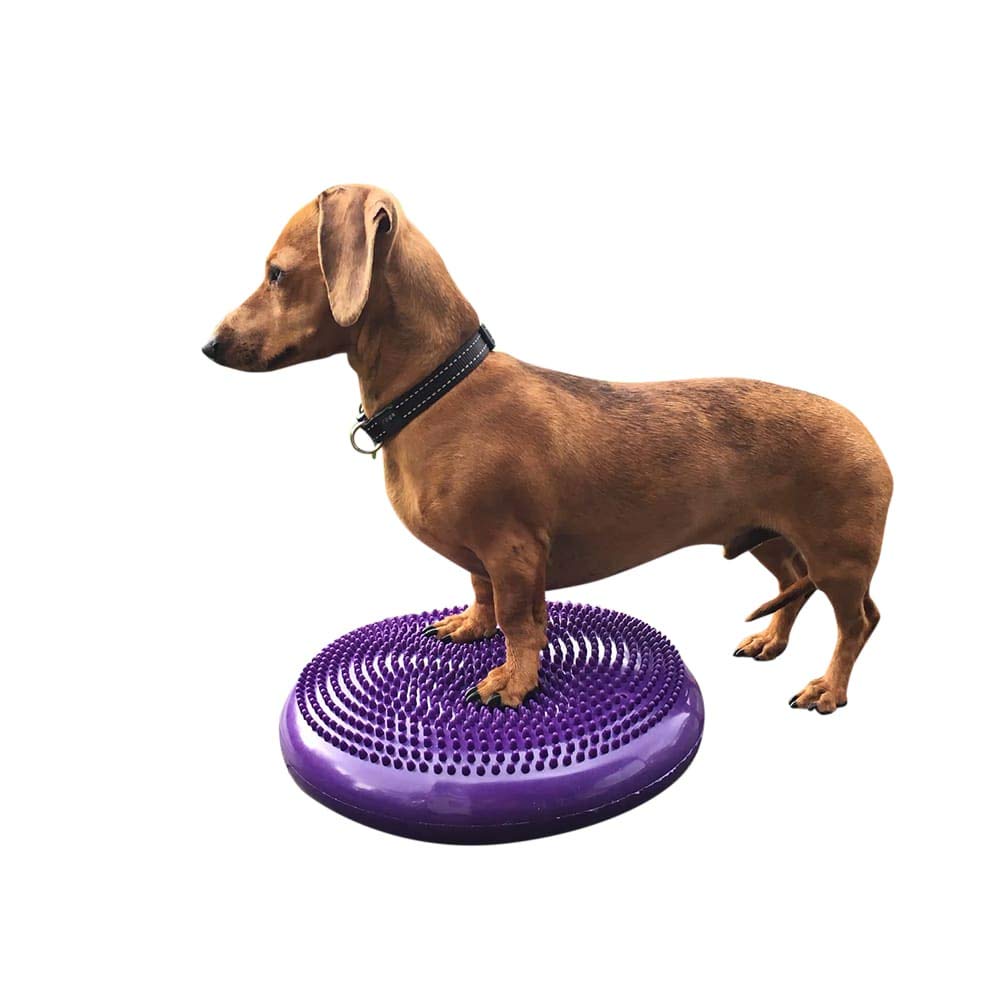 Le DEZAL Disque d'Équilibre 14 pouces améliore l'équilibre et le renforcement chez le chien.