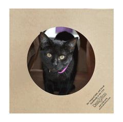 Refuge-chat douillet Dezi Roo pour cachettes amusantes.