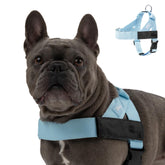 Harnais DF Co pour chien bleu ciel ajustable et confortable.