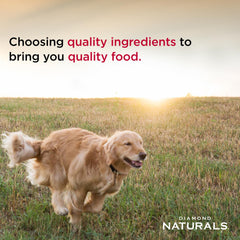 DIAMOND NATURALS Poulet Diner – repas équilibré soutenant muscles et énergie naturelle