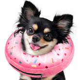 Didopet collier donut gonflable rose sur petit chien, confort post-chirurgie.
